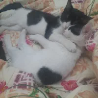 واگداری بچه گربه