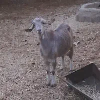 دوتا بز|حیوانات مزرعه|حمیدیه, |دیوار