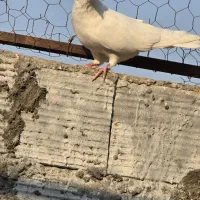 کبوتر جفت کنی|پرنده|بندرعباس, |دیوار