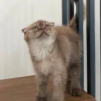 گربه اسکاتیش فولد چینچیلا گلد