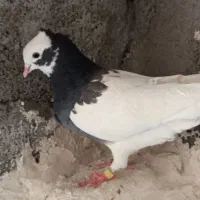 کبوتر