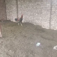 یک عدد خروس جوان