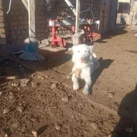 سگ ماده پاکوتاه|سگ|قوچان, |دیوار