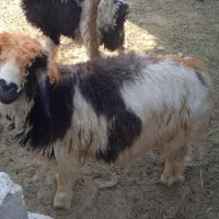 بره چاق|حیوانات مزرعه|گتوند, |دیوار