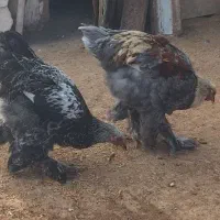 خروس برهما|حیوانات مزرعه|قیدار, |دیوار