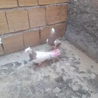 کبوتر