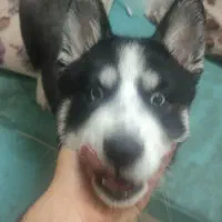 سگ هاسکی نر|سگ|تهران, فلاح|دیوار