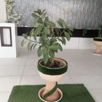 گل و گلدان فروشی