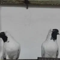 کفتر پرستویی|پرنده|سربیشه, |دیوار