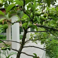 ویلا دوبلکس ساحلی 1000متری،سنددار،لاکچری|فروش خانه و ویلا|چاف و چمخاله, |دیوار