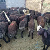 بره نر