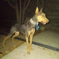 سگ ژرمن و دوبرمن|سگ|برازجان, |دیوار