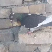 کفتر صید  ماده