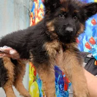 توله ژرمن های اصیل.انتخابی بود برای نگهبانی