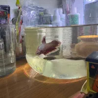 فایتر پلاکت نر رد باترفلای