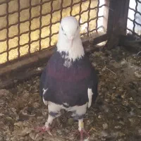 نر دوکتی|پرنده|شهرکرد, |دیوار