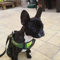 گمشده . محدوده باستانی پاریزی .