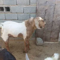 چپشت|حیوانات مزرعه|رودخانه, |دیوار