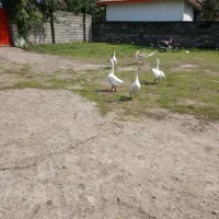 قوغاز|حیوانات مزرعه|رشت, حومه رشت|دیوار