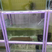 فروش ویژه پایه وآکواریوم برای شب عید|ماهی|خمینیشهر, |دیوار