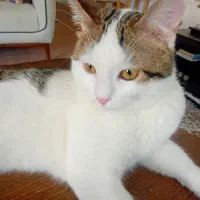 واگذاری گربه نر