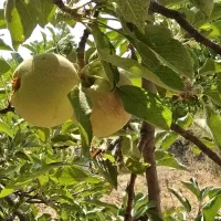 باغ گردو باغشهری۱۱۵۰متری باساختمان ۷۵متری و دیوار|فروش زمین و ملک کلنگی|شیراز, فرهنگ شهر|دیوار