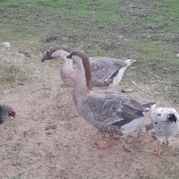 قوغاز و اردک محلی