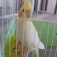 عروس هلندی|پرنده|بروجرد, |دیوار