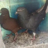 تعدا ۱۰ عدد کبوتر|پرنده|سامان, |دیوار