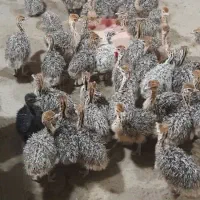 فروش جوجه شترمرغ|حیوانات مزرعه|شریفآباد, |دیوار