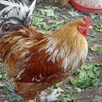 تخم نطفه دار برهما|حیوانات مزرعه|کاشان, راوند|دیوار