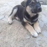 سگ فی ۱۵۰۰|سگ|بندر ماهشهر, |دیوار