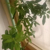 نهال