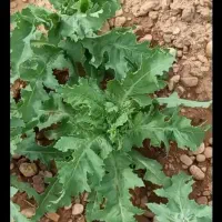 دانه
