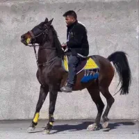 اسب مادیان کرد