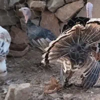 بوقلمون|حراج|مسجد سلیمان, |دیوار