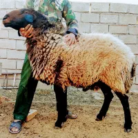 قوچ همو وبره یک ساله همو