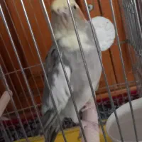 عروس هلندی ماده