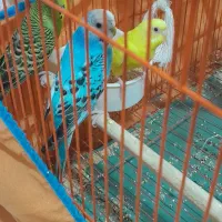 ۳عددمرغ عشق