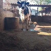 گاو هلشتاین