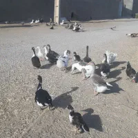 فروش اردک اسرائیلی و اردک رسمی و غاز