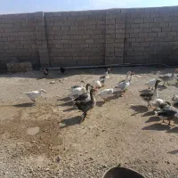 غاز محلی