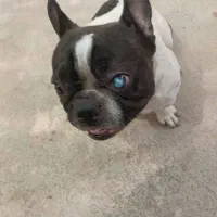 فرنچ بولداگ