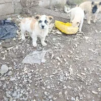 سگ چاعو چاعو