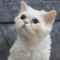 گربه پرشین سفید
