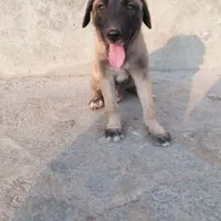واگذاری سگ نر