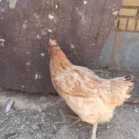 مرغ