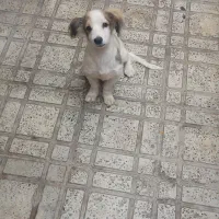 سگ پا کوتاه نژاد نمیدونم نره سه ماهه
