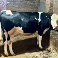 گاو درجه یک