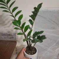 گل/زامیفولیاه/گل آپارتمانی